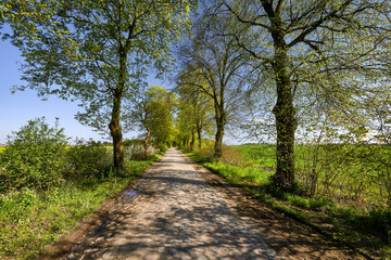  Landscape with an arth road among sunflower and wheat agricultural fields in Poland , Malbork