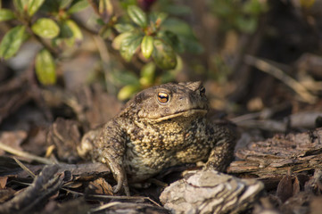 The common toad, European toad (Bufo bufo)