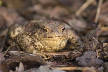 Naklejka premium The common toad, European toad (Bufo bufo)