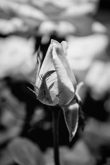 Photo of white rose on a green foliage background black and white