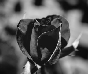 Photo of red rose on a green foliage background black and white