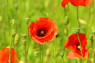 Poppies 