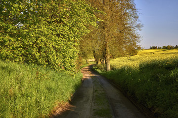 Landscape with an arth road among sunflower and wheat agricultural fields in Poland , Malbork