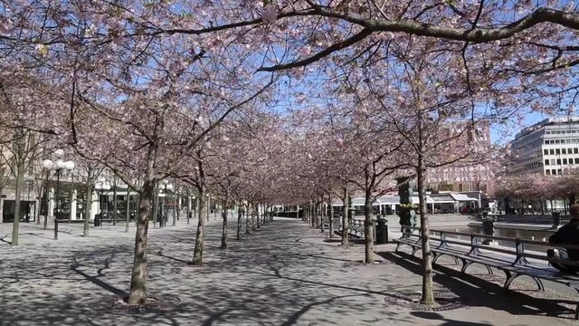 Blossom on Trees in Spring, Kungstradgarden, Park, Stockholm, Sweden