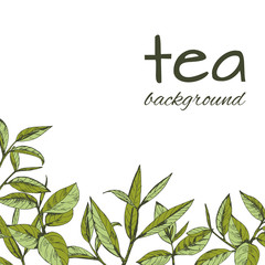 vector background with tea logo, hand-drawn leaves and branches of tea - 155000568
