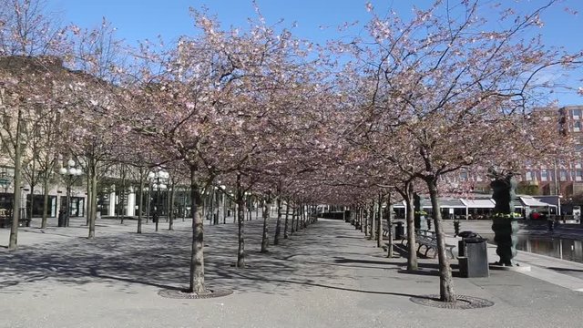 Blossom on Trees in Spring, Kungstradgarden, Park, Stockholm, Sweden