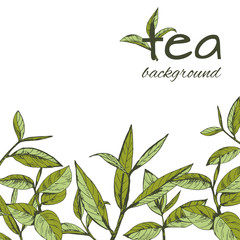 vector background with tea logo, hand-drawn leaves and branches of tea