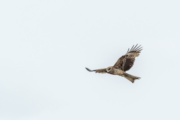 獲物を狙う鳶 / 北海道