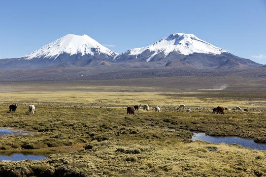 The Andean landscape with herd of llamas on Natural Park of Sajama. Bolivia.