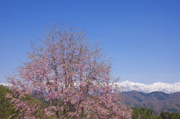 Naklejka premium 小川村の桜と北アルプス