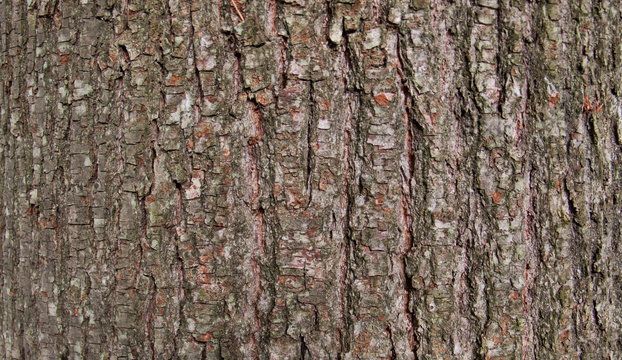  Bark of tree Linden (Tilia cordata). The texture of the tree trunk. The background of the live wood. Skin nature of the forest.