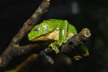 Riesenmakifrosch zeigt Gelassenheit