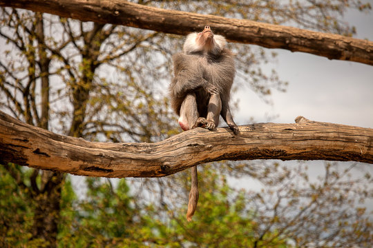 V&ouml;gel betrachten
