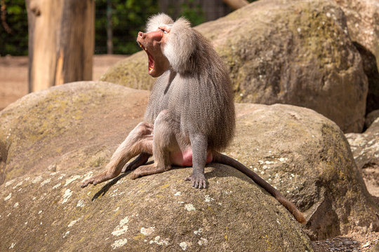 G&auml;hnender Affe