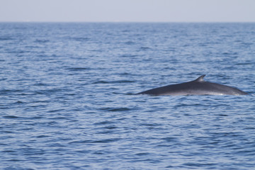Fototapeta premium A Eden whale feeding on a sea in the gulf of Thailand. 
