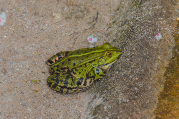 Seefrosch am Teich