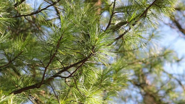 cedar conifer/Cedar branches of conifers in the forest