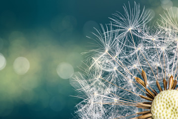 Close-up of dandelion seeds on blue natural background