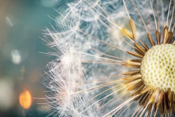 Photo sur Plexiglas Dent de lion Close-up of dandelion seeds on blue natural background