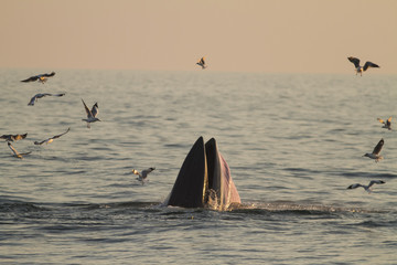 A Eden whale feeding on a sea in the gulf of Thailand.	