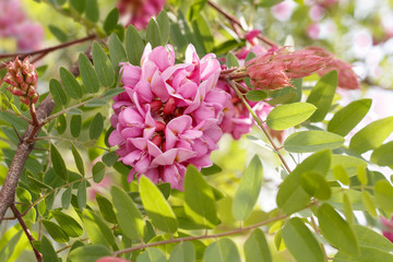 closeup blossoming pink acacia (known as Robinia Viscosa). Horizontal composition.