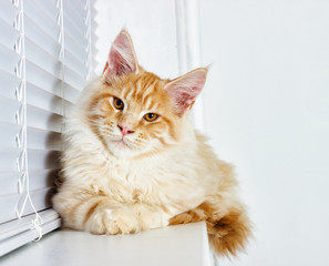 Cat on the windowsill, Maine Coon breed