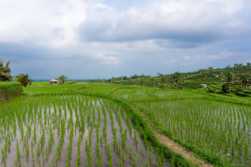 Rizières de Jatiluwih, Bali, Indonésie