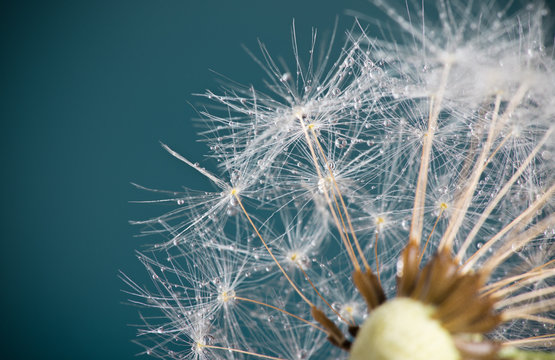 Close-up of dandelion seeds on blue natural background