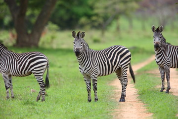 Fototapeta na wymiar Plains zebra (Equus quagga) in Zambia