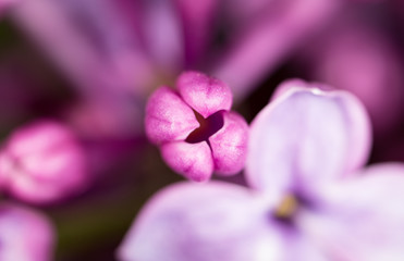 Beautiful little flowers of lilac. macro