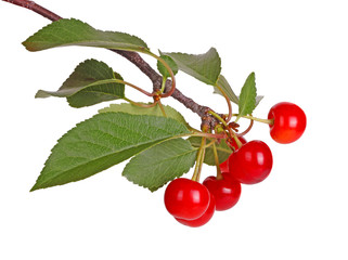 Branch with sour cherry leaves and fruit isolated