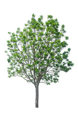 tree isolated on white background