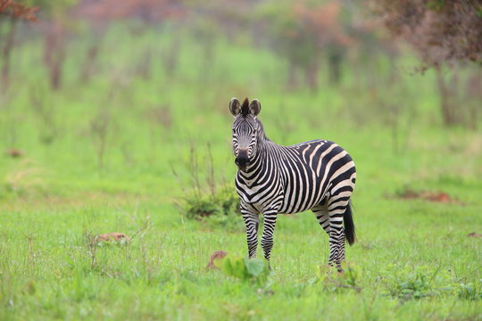 Fototapeta Plains zebra (Equus quagga) in Zambia