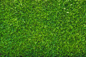 Green Leaves background, Freshness of green background.