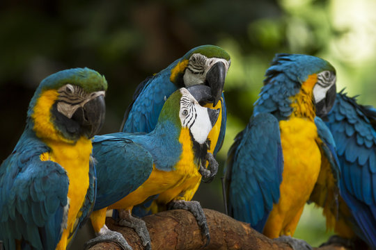 Closeup parrot bird,blue and gold macaw