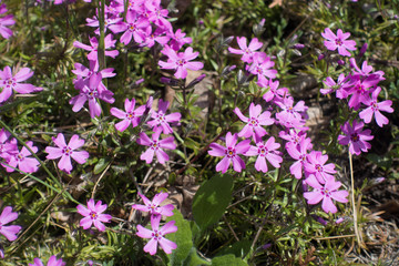 Obraz premium Close up of pink flowers of Phlox subulata