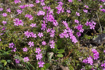Pink flowers of Phlox subulata in spring