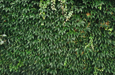 Fototapety  Naturalne zielone liście na ścianie w tle. Dzikie winogrona.