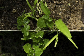 green Vegetable on ground in garden , for agriculture