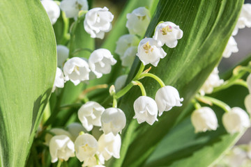 lily of the valley - convallaria majalis