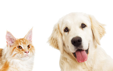 Fototapeta premium portrait Golden retriever and ginger cat looking