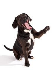 Black dog posed on studio taking his paw.