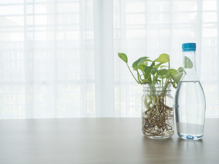 kitchen table with bottle of water and betel tree on glass vase on blurry beautiful white drape...