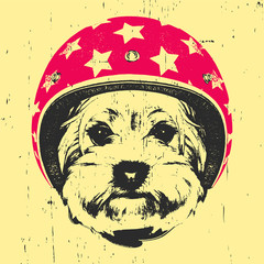 Portrait of Yorkshire Terrier with Helmet. Vector