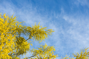 Forsythia yellow blossoms, blue clouded sky