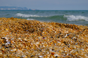 Seashells on the sea beach. background