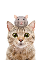 Portrait of a cat Scottish Straight with a rat on the head