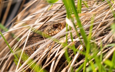 Kreuzotter (Vipera berus), Weibchen, Giftschlange, Viper, liegt getarnt in hohem Gras, Naturschutzgebiet Pietzmoor, Niedersachsen, Deutschland, Europa 