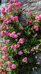 Pink Climbing Roses in full bloom