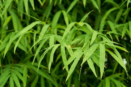 Beautiful bamboo leaves with raindrops.